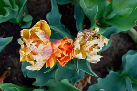 Dry nature blossom