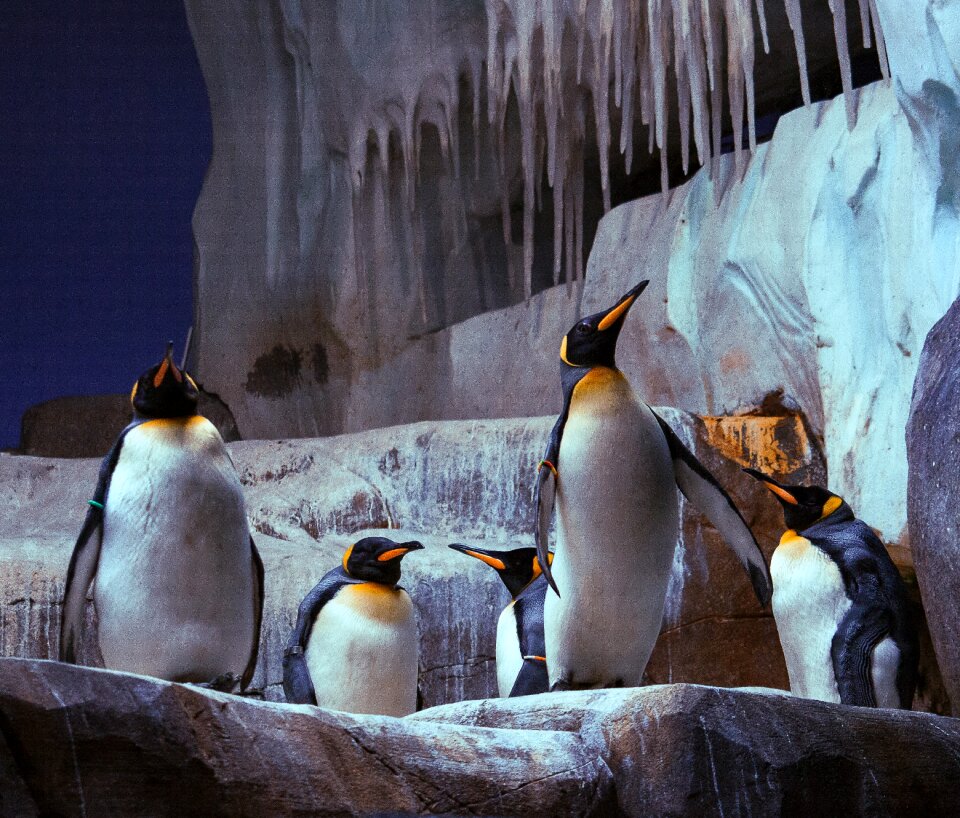 Water bird bill big penguin