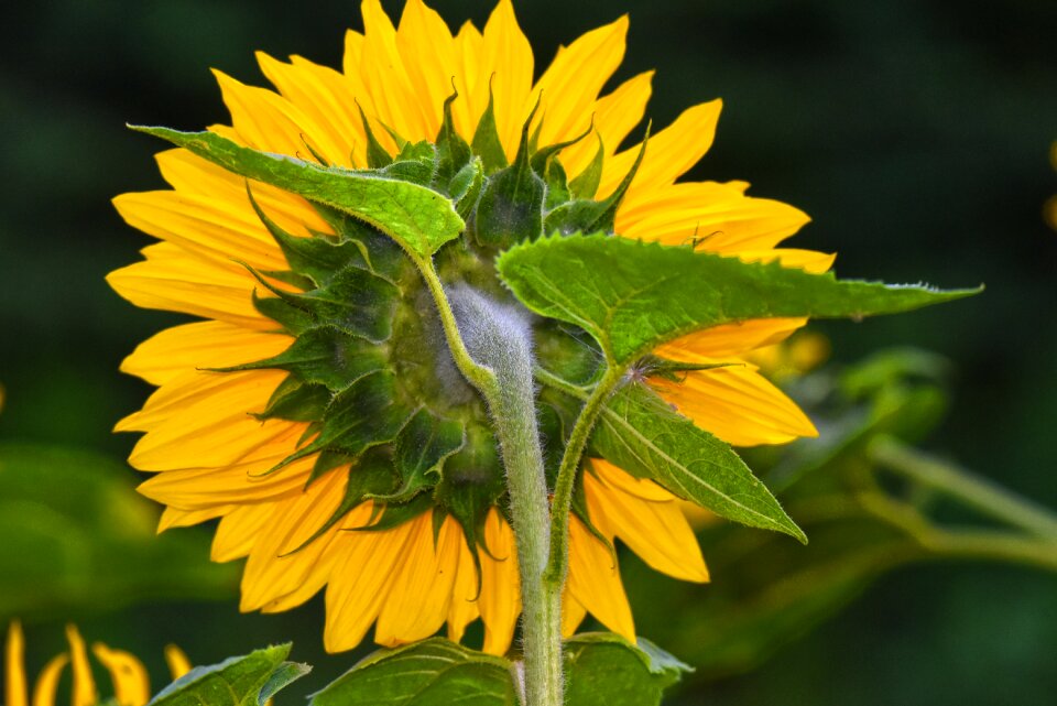Helianthus common tall