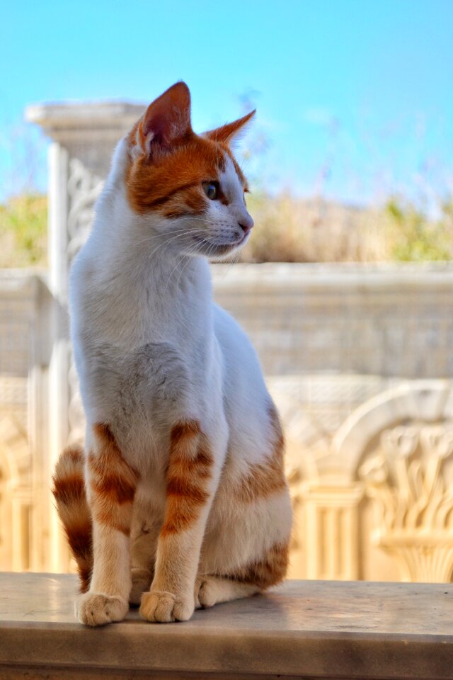 Cat's eyes wildcat domestic cat