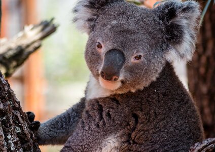 Zoo tree bear photo