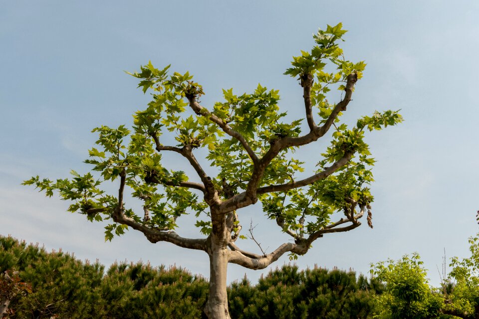 Isolated nature plant