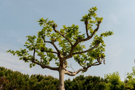 Isolated nature plant