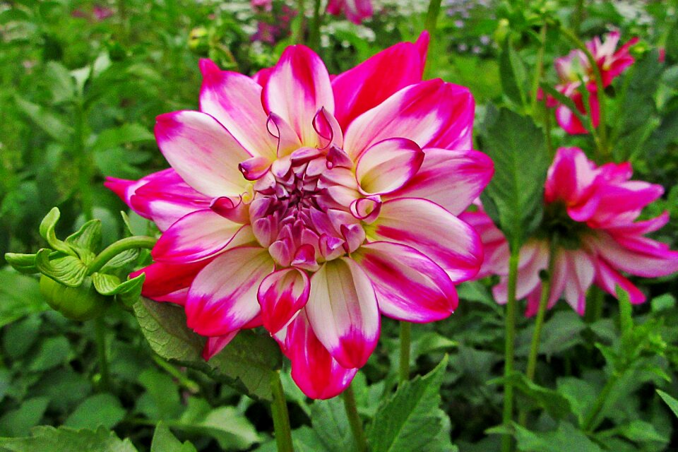 Blossom vegetable garden plant