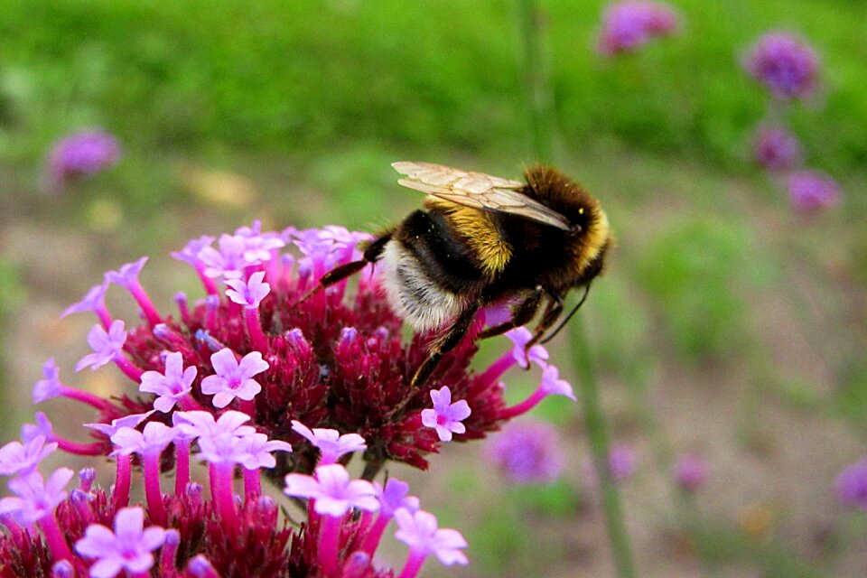Pollination flower pink