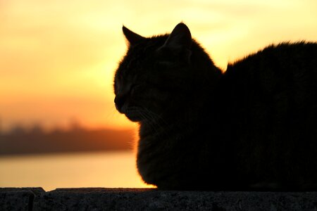 Cat sunset animal
