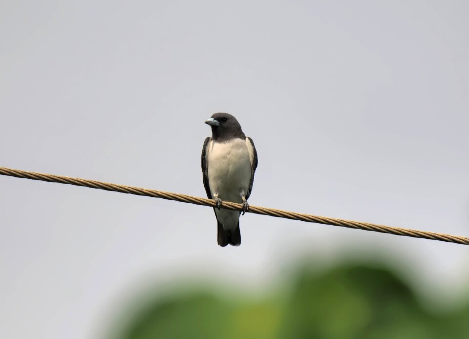 Wildlife natural nature