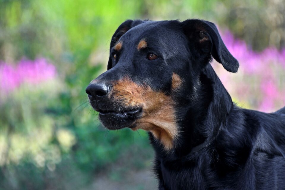 Animal head profile photo