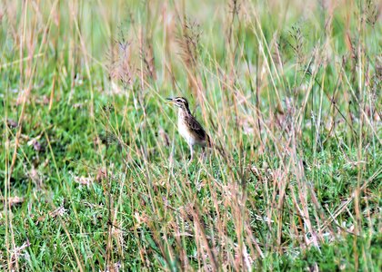 Grass animal small