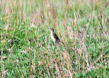 Grass animal small photo