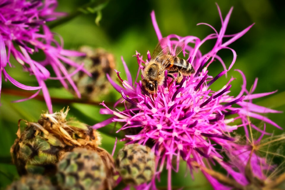Blossom bloom macro