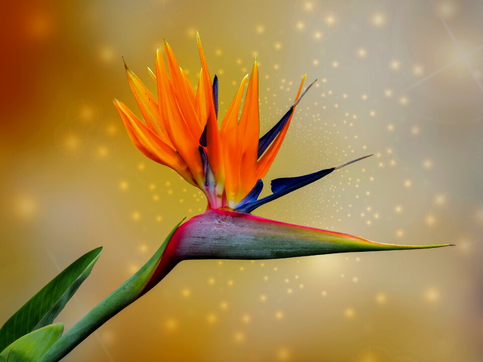 Strelitzia orchids garden exotic