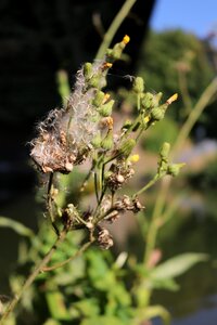 Flora bud close up