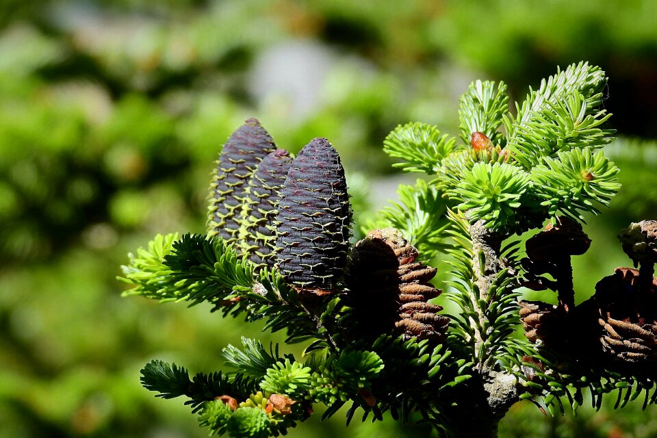 Tree branch cones
