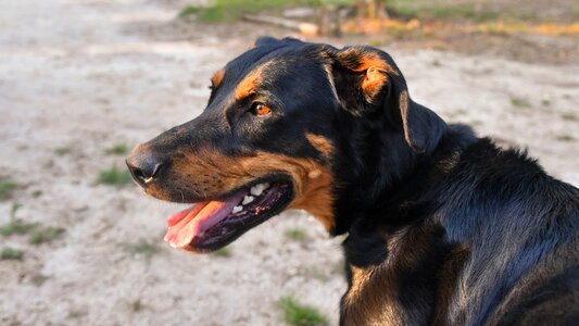 Animal head profile photo