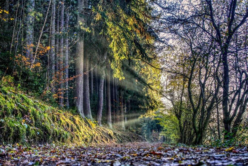 Forest forest path autumn