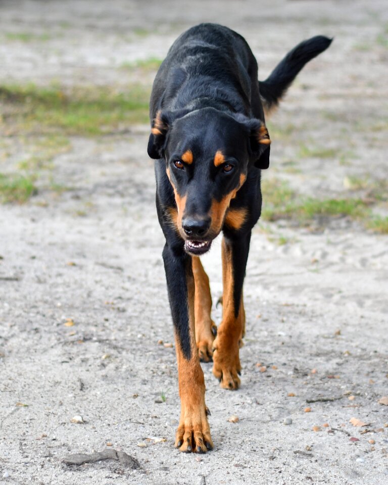 Look animal gray dog photo