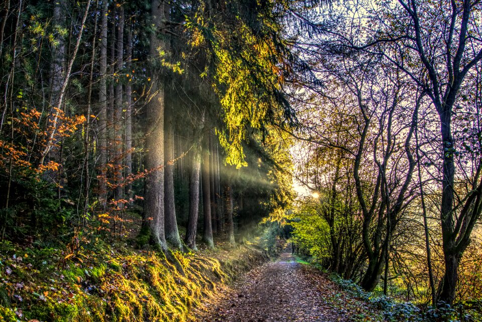 Forest forest path autumn