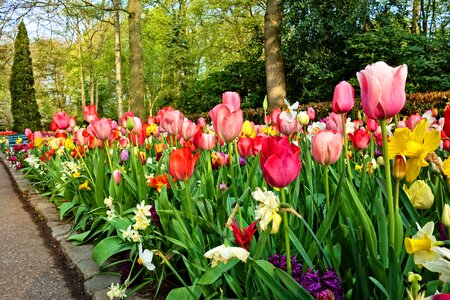 Bulbous blossom full bloom photo