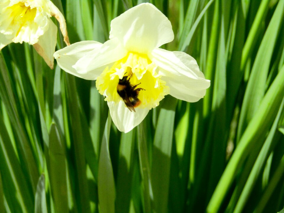 Yellow green garden