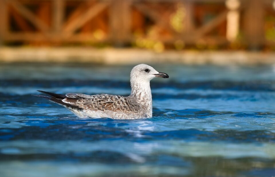Seagull bird animal