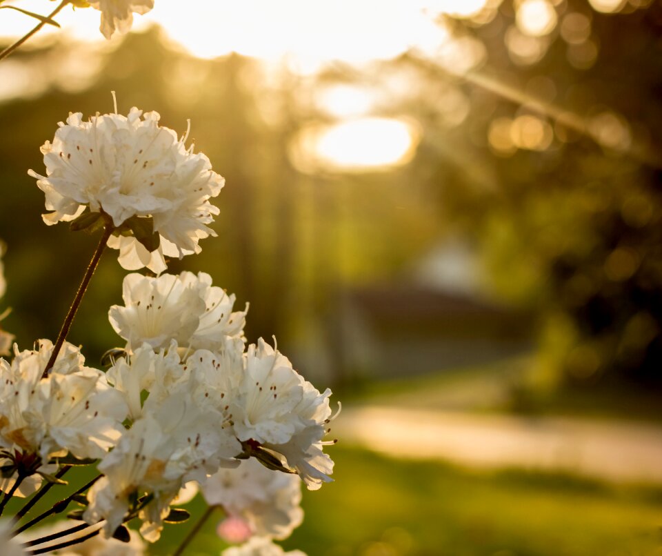Whit nature flowers