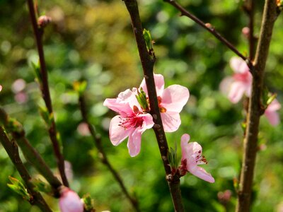 Flower spring pink