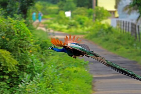 Nature pride feathers photo