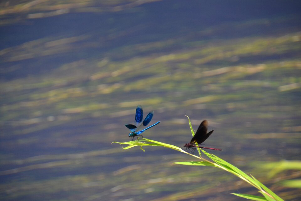 Landscape summer dragonfly
