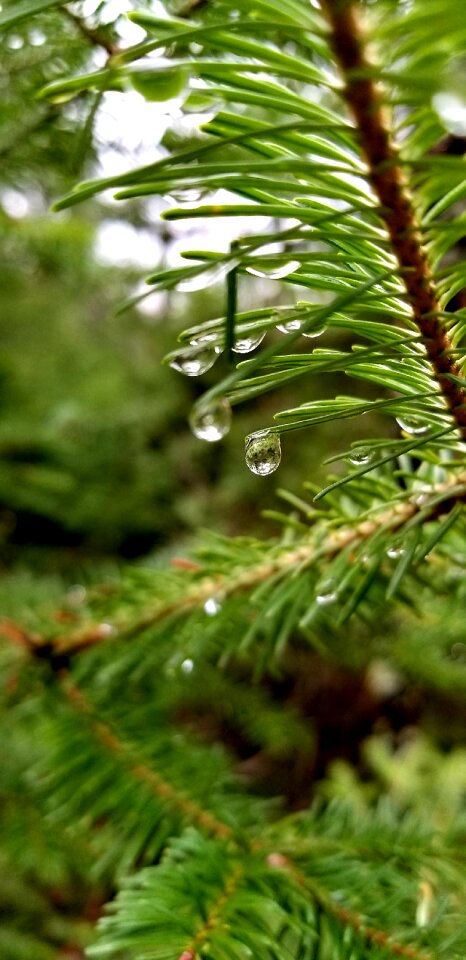 Water drop forest rain