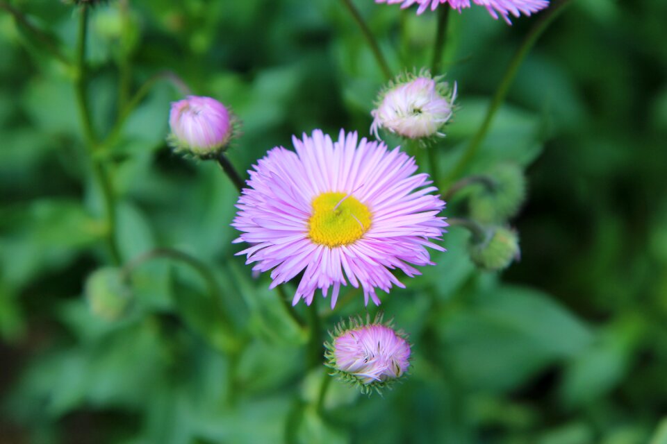 Pink flowers rose petals spring-flowering