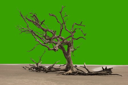 Old drought green tree photo