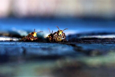 Sting nest the hive photo