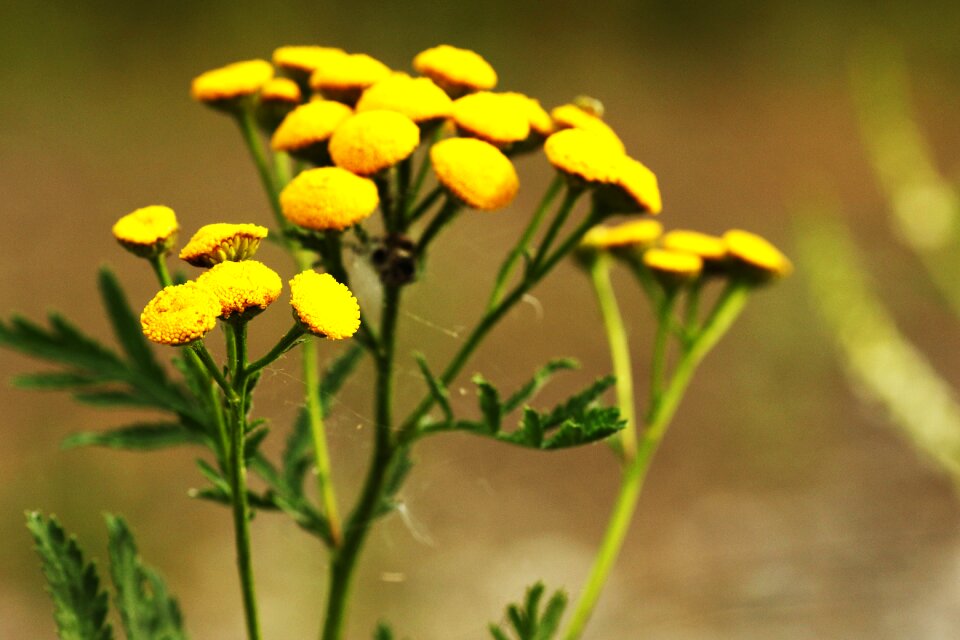 Summer flower nature growth