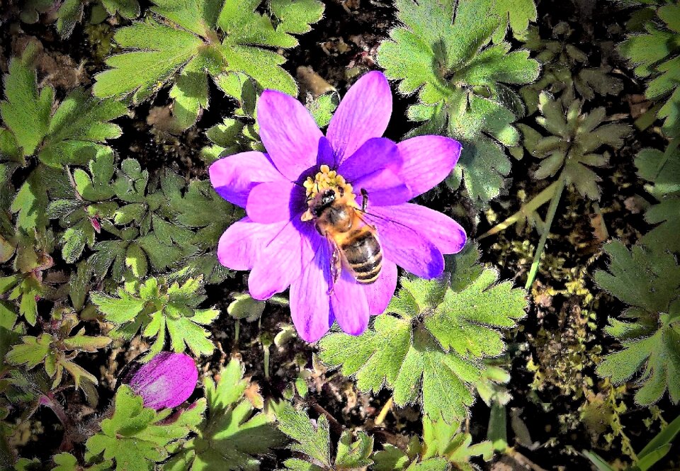 Honey bee insect spring flower