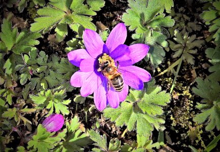 Honey bee insect spring flower photo