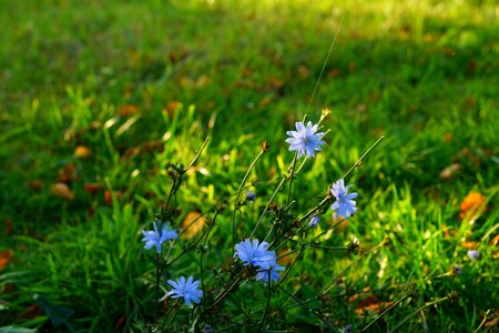 Tender filigree nature