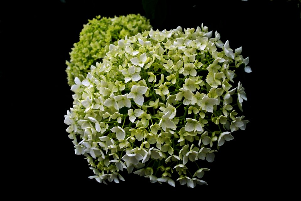 A flower garden black garden black gardening