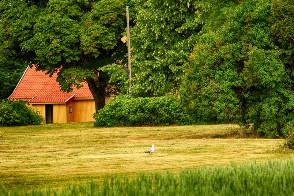 Bird landscape nature