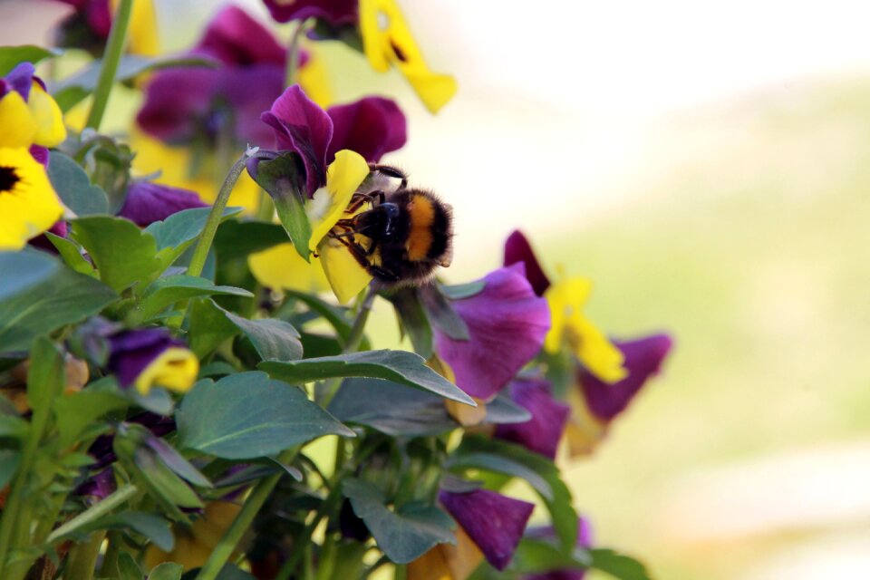 Nature pollen blossom