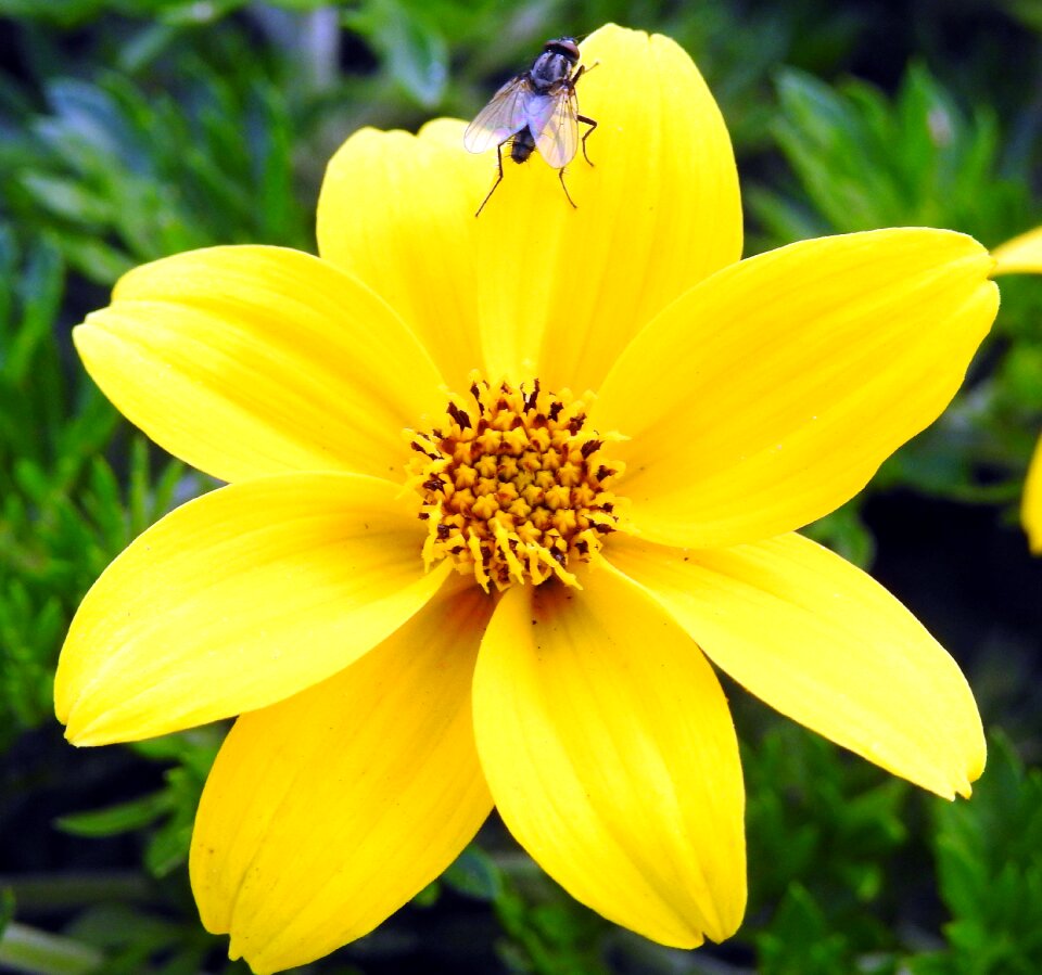 Plant nature summer