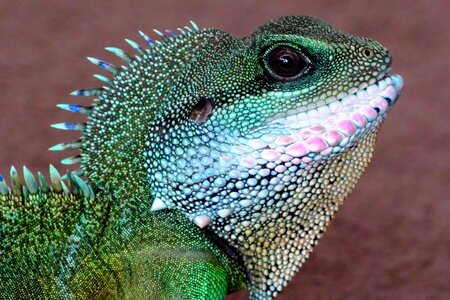 Lizard wildlife reptile