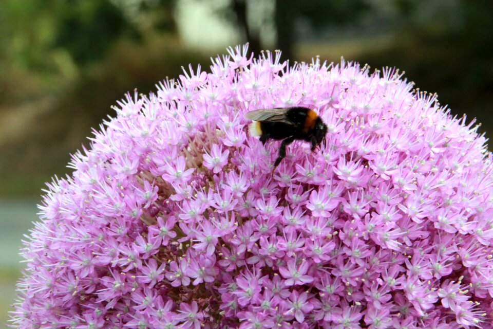 Pollination spring insect