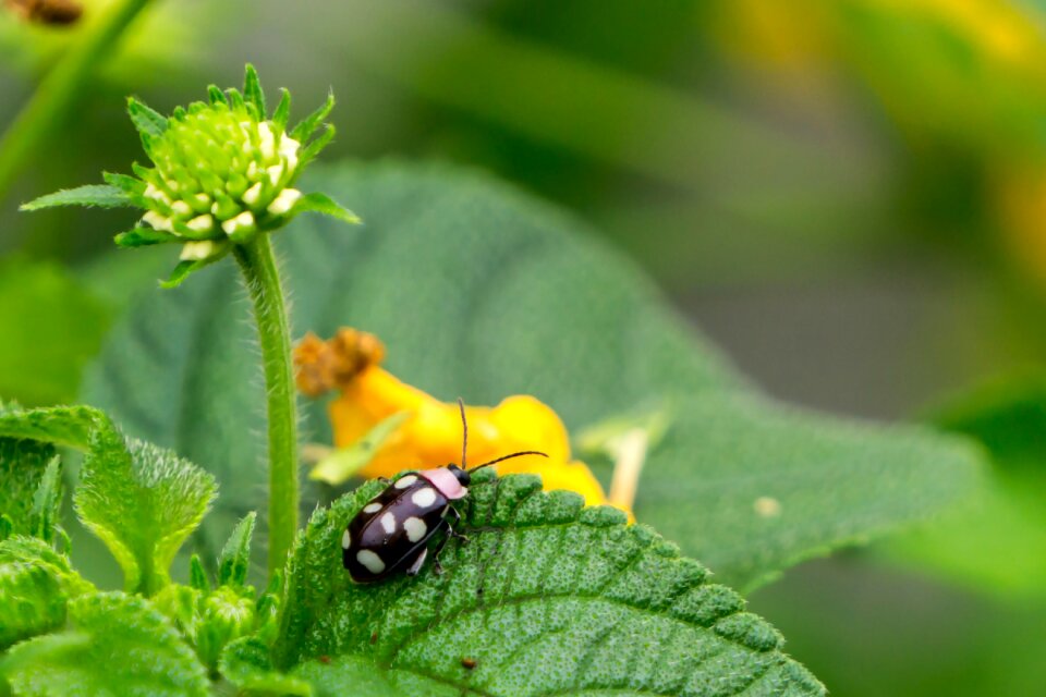 Ornamental plant flower nature