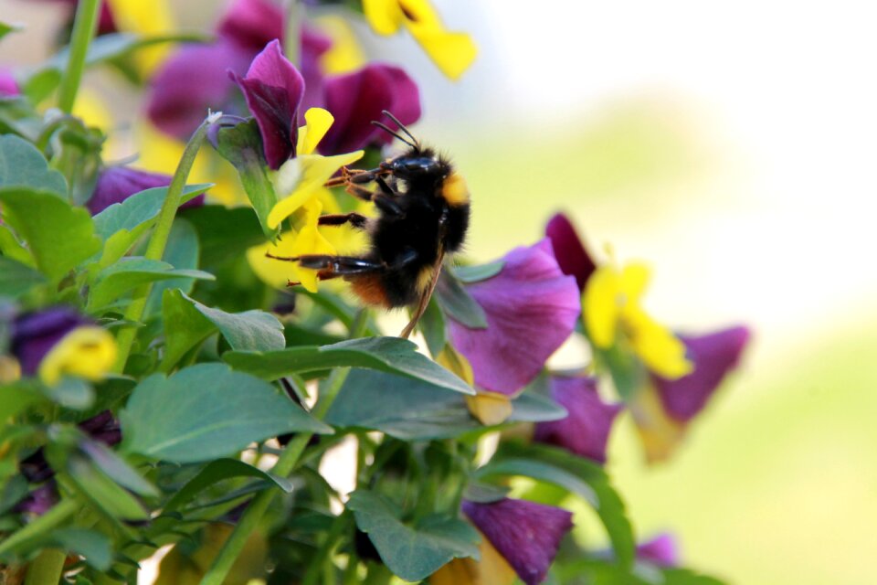 Nature pollen blossom
