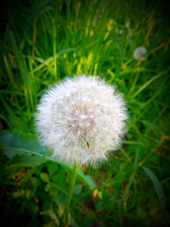 Summer growth nature