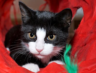 Tunnel red pet photo