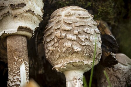 Forest mushroom nature