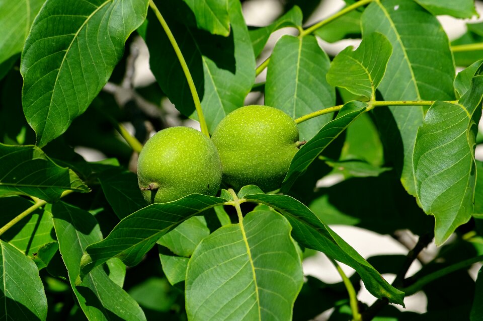 Fruit healthy garden