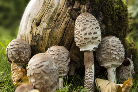 Forest mushroom nature